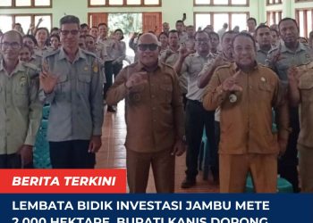 Lembata Bidik Investasi Jambu Mete 2.000 Hektare, Bupati Kanis Dorong Peremajaan dan Hilirisasi