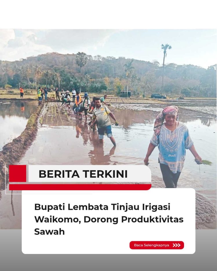 Bupati Lembata Tinjau Irigasi Waikomo, Dorong Produktivitas Sawah