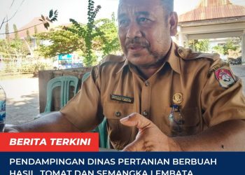 Pendampingan Dinas Pertanian Berbuah Hasil, Tomat dan Semangka Lembata Tembus Pasar Luar Daerah