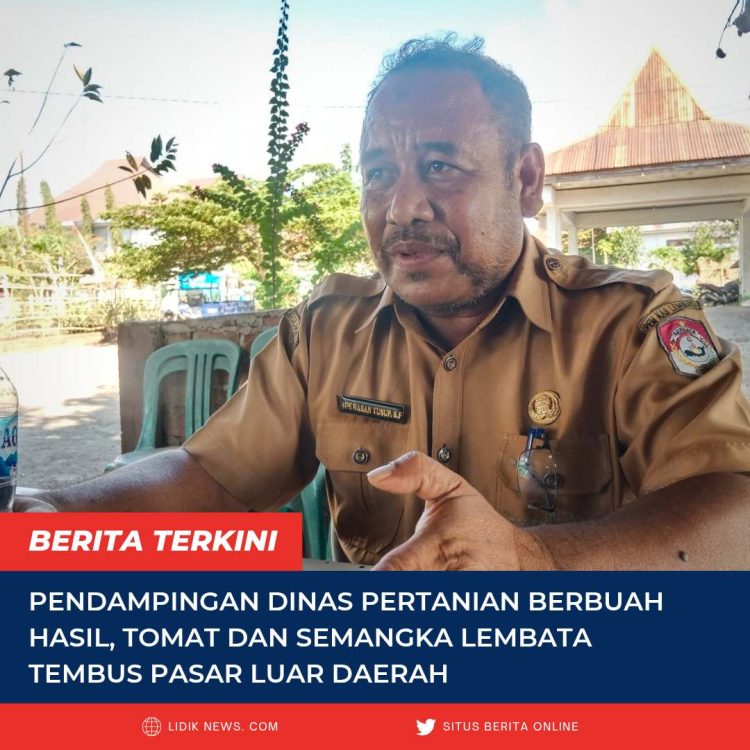 Pendampingan Dinas Pertanian Berbuah Hasil, Tomat dan Semangka Lembata Tembus Pasar Luar Daerah