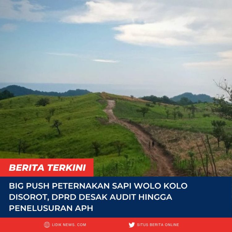 Big Push Peternakan Sapi Wolo Kolo Disorot, DPRD Desak Audit hingga Penelusuran APH
